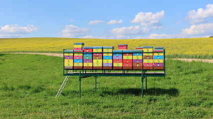 A row of colorful beehives stands on a raised platform in a green field © Stanislav