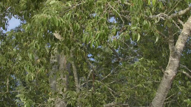 Cherry Tree Branches Sway in Summer Breeze