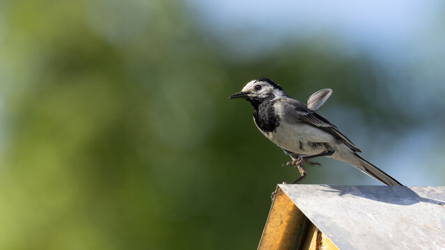 White wagtail perched on a roof. Clean composition showing the bird's posture, feather texture and roofing material, with a softly blurred background.
