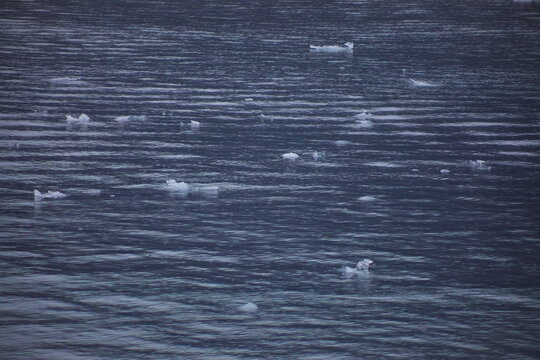 pieces of glacial ice floating in the ocean