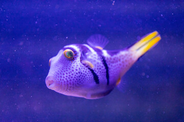 Picture of the blue fish in the aquarium © Daniil
