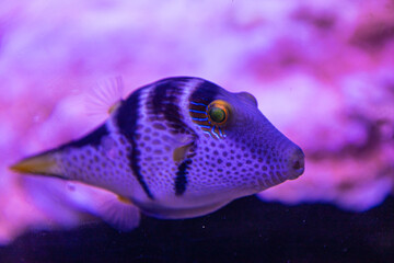 Picture of the blue fish in the aquarium © Daniil