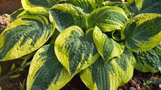 Variegated hosta leaves pattern with water drops close up abstract green background