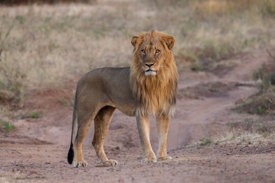male lion standing in botswana chobe national park looking at photographer