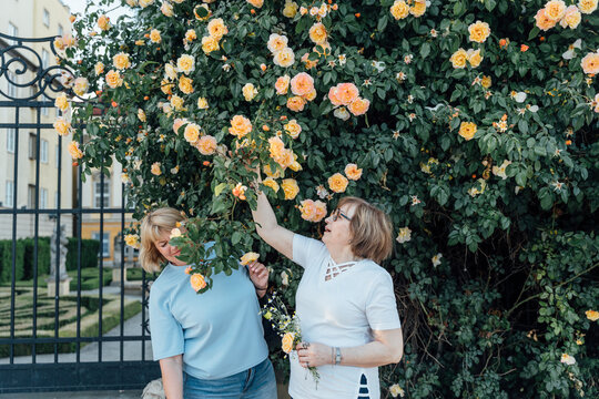 Cheerful Senior Female Friends Reaching For Blooming Roses During Summer Garden Walk