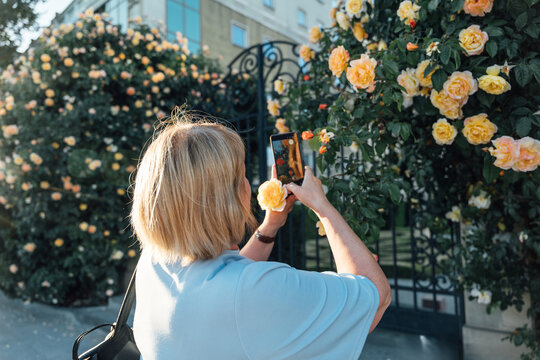 Creative Senior Woman Photographing Blooming Yellow Roses With Smartphone During Summer Walk