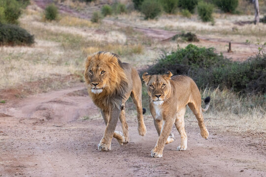lion couple running in chobe river national park towards photographer