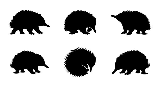 Echidna Silhouettes Collection, Spiky Mammal Vector Icons, Australian Wildlife Graphics, Cute Animal Illustrations