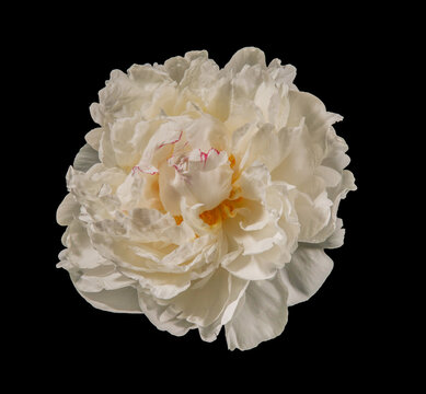 Macro shot of flowering peony flower