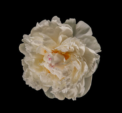 Macro shot of flowering peony flower