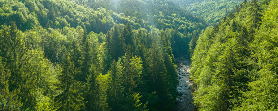 Beautiful Sunrise In Sunny Spring Forest with River