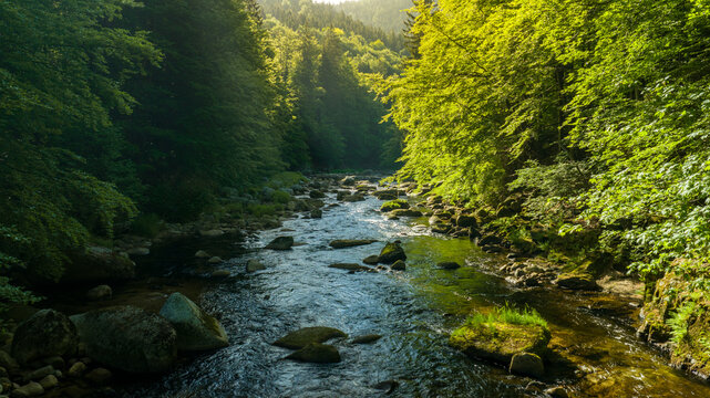 Beautiful Sunrise In Sunny Spring Forest with River