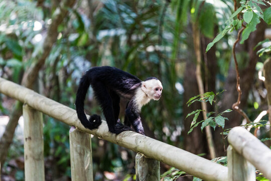 White-headed capuchin monkey walking along a wooden railing in Costa Rica rainforest
