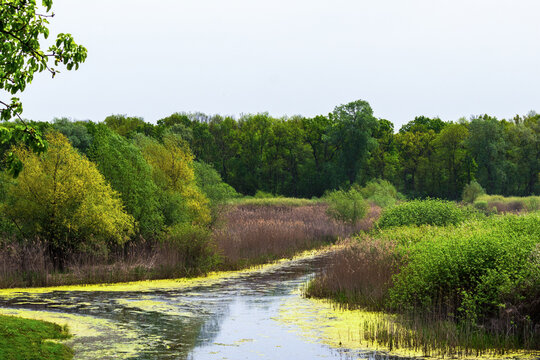 Obedska bara, a vast wetland located in southeastern Srem along the Sava River in Serbia. A special nature reserve and the largest bird sanctuary in Europe.