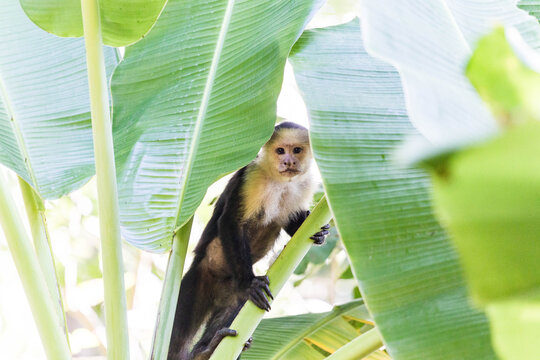 White-faced capuchin monkey climbing among banana leaves in Costa Rica rainforest