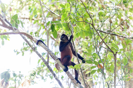 Spider monkey climbing among green tree branches in Costa Rica rainforest canopy