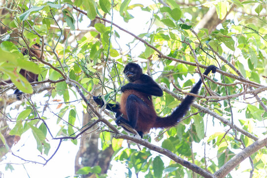 Spider monkey sitting on a branch eating leaves in the tropical rainforest canopy