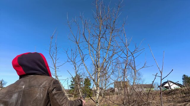 A man carries out sanitary pruning of the garden. Person prunes fruit tree branch with secateurs likely in autumn, winter or spring. Garden maintenance. Trimming the orchard. Gardening work. 4K video.
