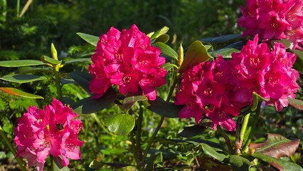 Bumblebee collecting nectar on pink rhododendron flower cluster in horizontal close up © Asnyko