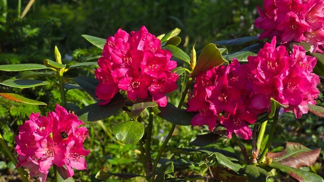 Bumblebee collecting nectar on pink rhododendron flower cluster in horizontal close up