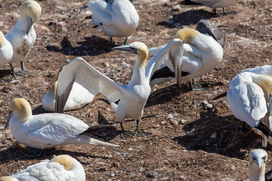 Northern gannet spreading its wings amid a colony resting on rocky ground