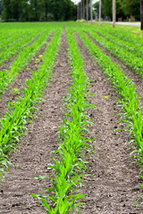Obraz premium A corn crop (zea mays), emerging in neatly planted rows on a large farm in north central Illinois. The state of Illinois has the second highest state corn production in the United States.