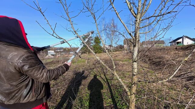 Person pruning fruit tree branches with hedge shears against a bright blue sky, likely in autumn, winter or spring. Garden health care. Gardening work. Man trimming trees in orchard. Pollarding work.