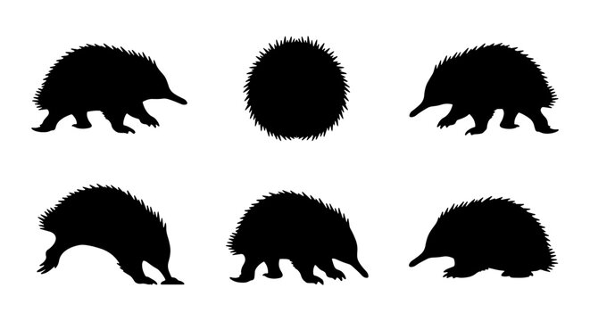 Echidna Silhouettes, Spiky Mammal Vector Icons, Australian Wildlife Graphic Elements, Cute Animal Shapes Collection