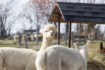 White alpaca chewing hay near feeding shelter on a rural farm in autumn © Thomas