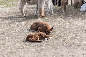 Brown baby alpaca resting on straw-covered ground with herd standing nearby on farm © Thomas
