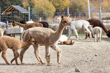 Fototapeta premium Herd of alpacas with baby crias walking together on a farm in autumn