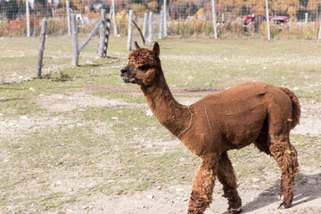 Brown alpaca with shorn body walking on a farm field in autumn © Thomas