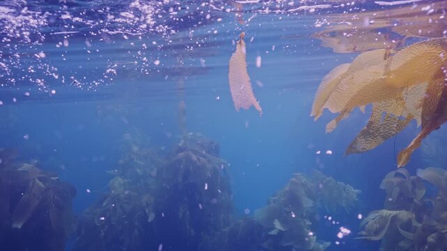 Scuba divers' bubbles ascend to surface in kelp forest.