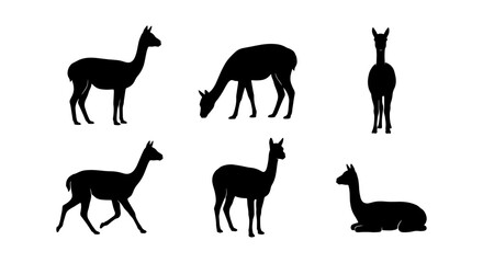 Llama Silhouettes Collection: Diverse Poses of South American Camelids, Vector Icons for Wildlife and Farm Themes © Sumaiya