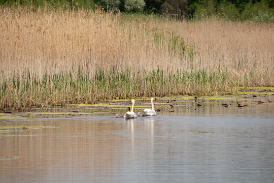 A female swan with her chicks swims in the Obedska bara in Serbia
