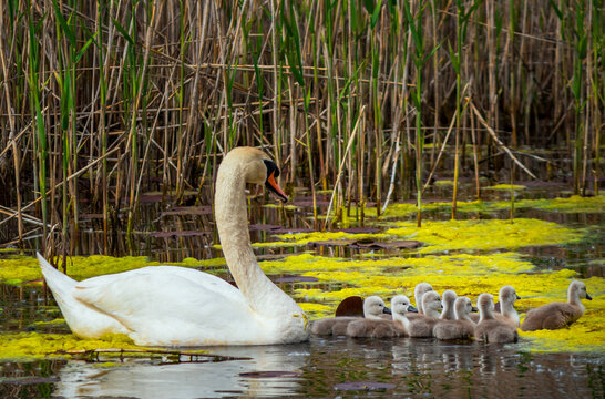 A female swan with her chicks swims in the Obedska bara in Serbia