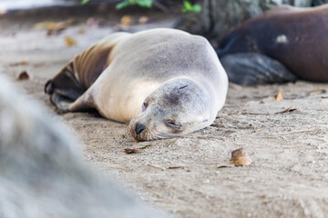 Fototapeta premium galapagos sea lion
