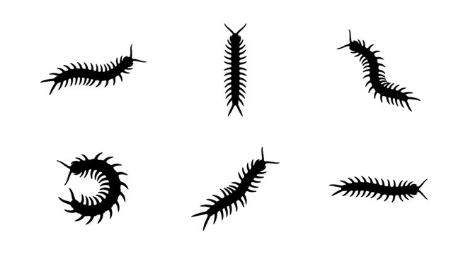 Centipede Silhouettes, Insect Vector Icons, Arthropod Graphics, Crawling Creature Illustrations