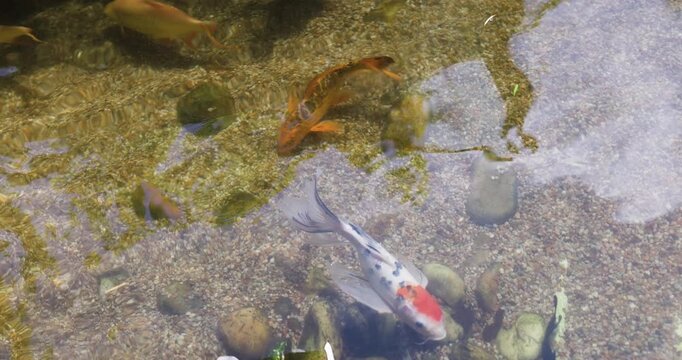 A serene display of colorful koi fish gracefully swimming in a clear, sun-dappled pond, showcasing their vibrant patterns and tranquil movements in a natural, peaceful aquatic environment.