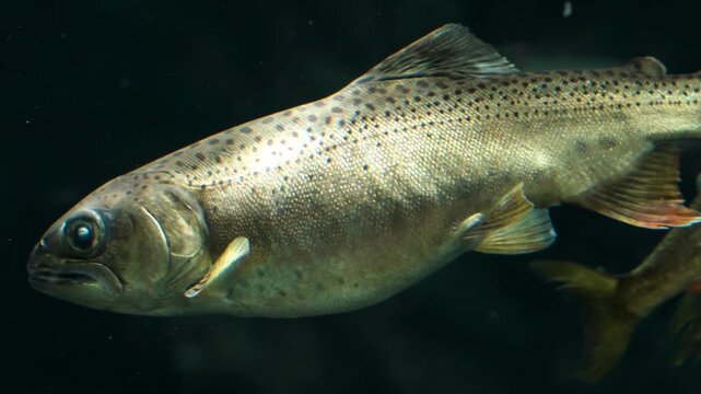 Close Up of Rainbow Trout Swimming in Dark Freshwater Aquarium Tank