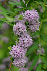 Obraz premium Buddleja alternifolia ( wipping butterfly bush) delicate lilac-purple blooming bushy plant . Growing .planting flowering shrubs concept.
