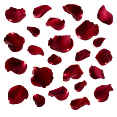 Fototapeta premium Red Rose Petals Scattered Isolated Romantic Floral Decoration Transparent PNG