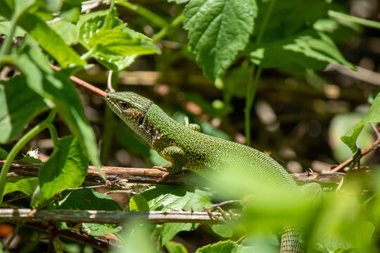 Beautiful big green lizard in the grass. Macro close-up photo.