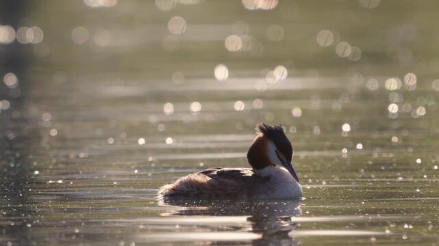 Great Crested Grebe (Podiceps cristatus) Resting on Lake in Beautiful Early Morning Light, Slow Motion