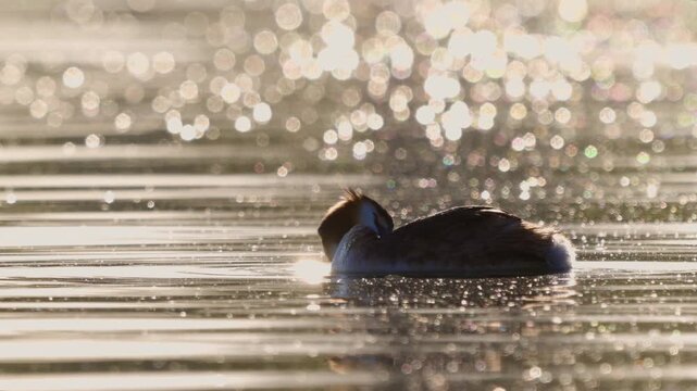 Great Crested Grebe (Podiceps cristatus) Preening Feathers in Beautiful Morning Light, Slow Motion