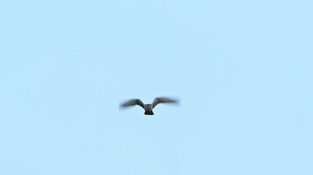 Common Kestrel Hovering in the Sky While Hunting in Slow Motion Falco tinnunculus Close up