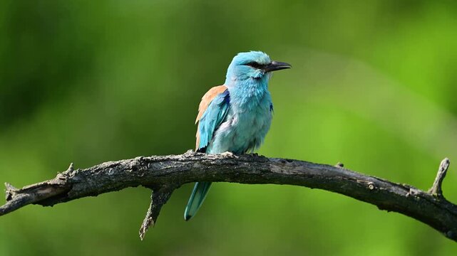 Roller bird close up ( coracias garrulus )	