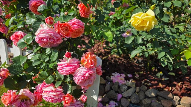 Beautiful rose garden bed with pink and yellow bushes on wood bark mulch horizontal