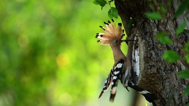 Eurasian hoopoe bird ( Upupa epops ) feeding in slow motion