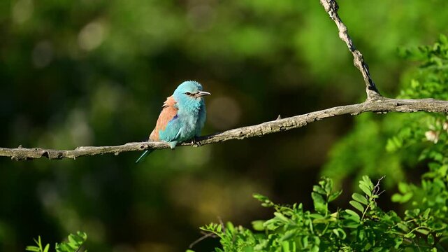 Roller bird close up ( coracias garrulus )	